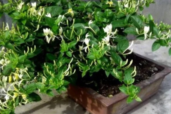 金银花有哪些种植条件,生长适宜温度在16-25度左右