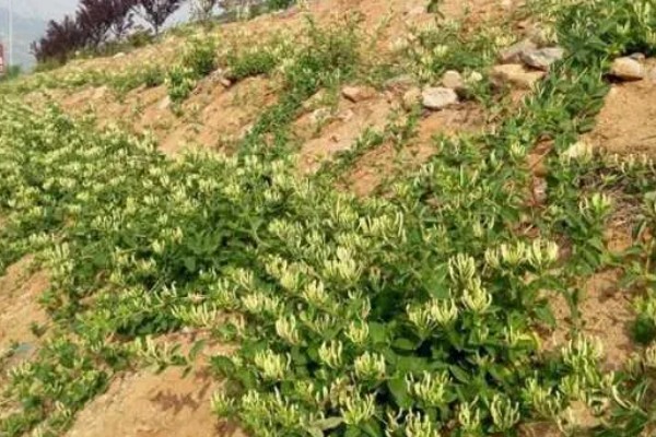 金银花有哪些种植条件,生长适宜温度在16-25度左右