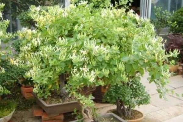 金银花有哪些种植条件,生长适宜温度在16-25度左右