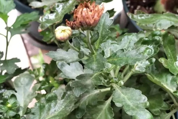 菊花叶子卷曲的原因,可能是水分不足所致