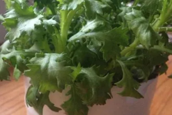 菊花叶子卷曲的原因,可能是水分不足所致