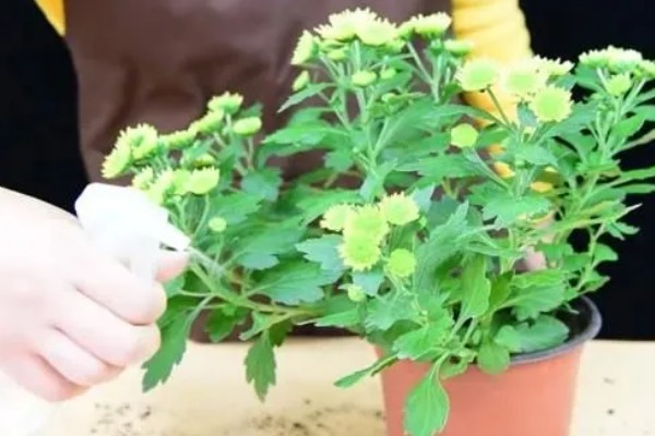 菊花叶子卷曲的原因,可能是水分不足所致