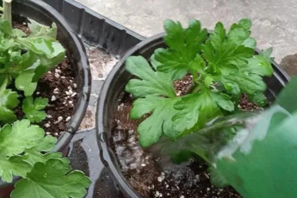菊花叶子卷曲的原因,可能是水分不足所致