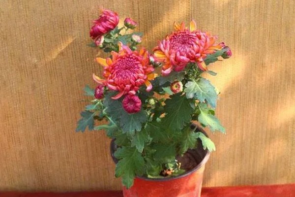 菊花叶子卷曲的原因,可能是水分不足所致