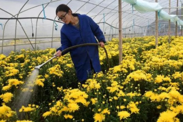 菊花叶子卷曲的原因,可能是水分不足所致