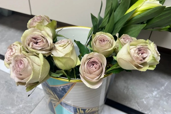 插瓶鲜花蔫了如何处理,受到暴晒要转移到半阴处