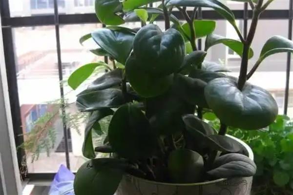 碧玉花的养殖方法，浇水需要掌握见干见湿的原则