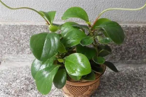 碧玉花的养殖方法，浇水需要掌握见干见湿的原则