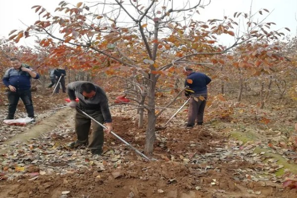 柿子树几月份移栽容易成活，建议在11月至次年4月进行