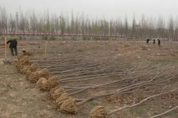 柿子树几月份移栽容易成活，建议在11月至次年4月进行