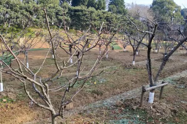 柿子树几月份移栽容易成活，建议在11月至次年4月进行