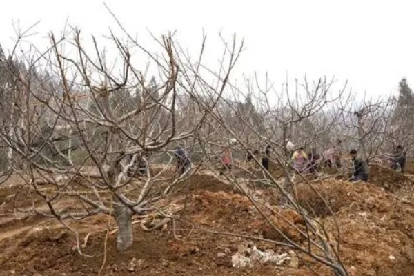 柿子树几月份移栽容易成活，建议在11月至次年4月进行