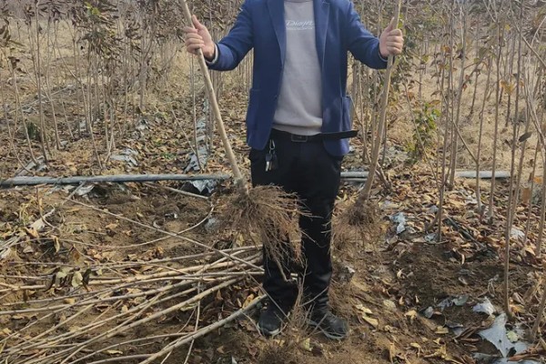 柿子树几月份移栽容易成活，建议在11月至次年4月进行