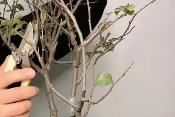 冬天买的海棠老桩怎么养殖,放在室内或为它套上塑料袋