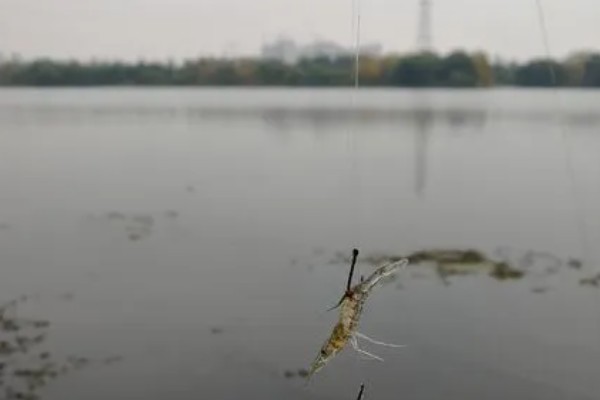 钓白条鱼最快的方法,是串钩拟饵钓法