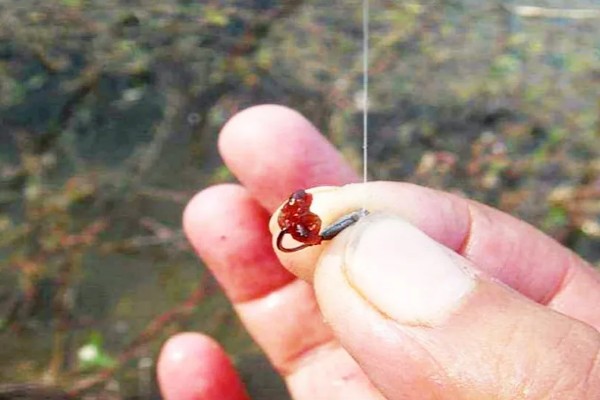 钓白条鱼最快的方法,是串钩拟饵钓法