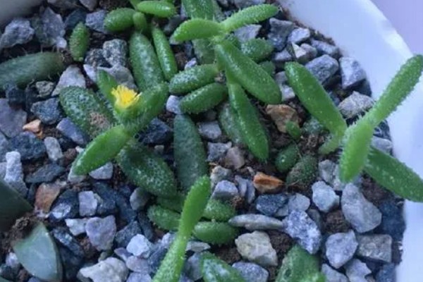 雷童的养殖方式,生长期温度适合在15-25℃左右