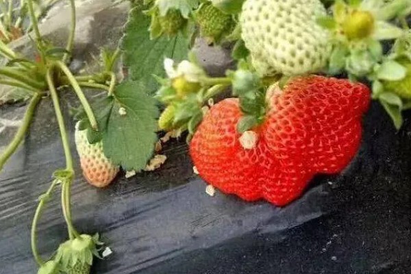 草莓着色不佳的原因与解决方法,可能是缺乏营养所致