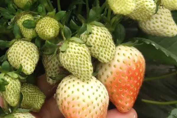 草莓着色不佳的原因与解决方法,可能是缺乏营养所致