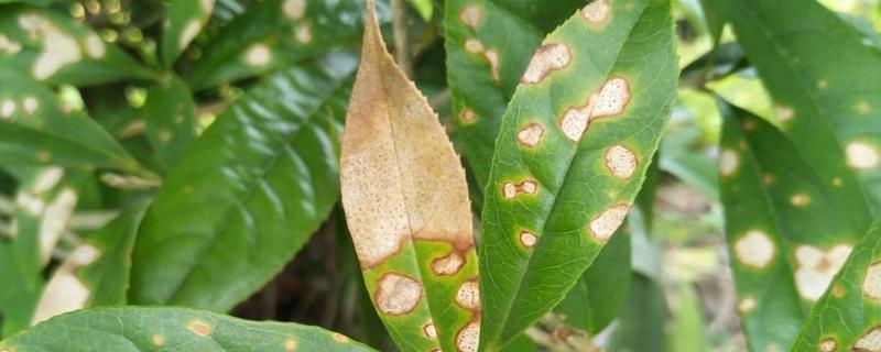 林业病虫害的种类，病害主要有白粉病、煤烟菌病等