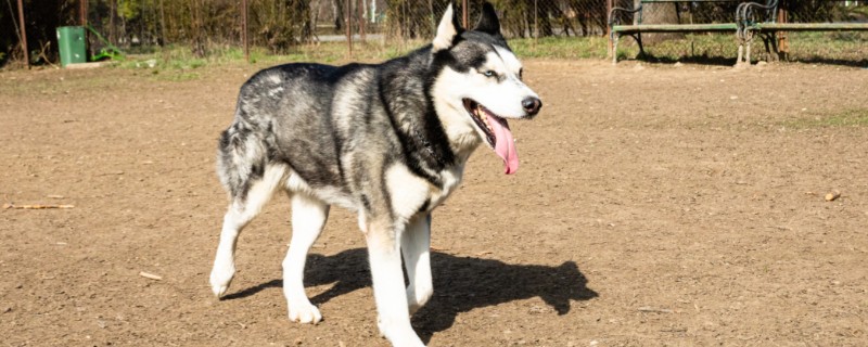 哈士奇出现了犬瘟症状，脚垫会出现角化