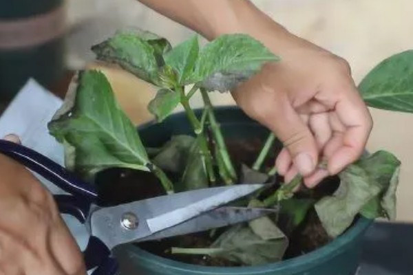 绣球花今年没开花要不要修剪，是需要进行修剪的