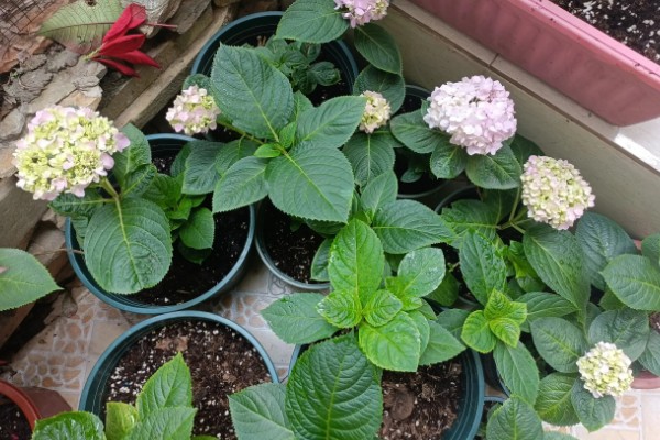 绣球花今年没开花要不要修剪，是需要进行修剪的