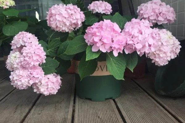 绣球花今年没开花要不要修剪，是需要进行修剪的