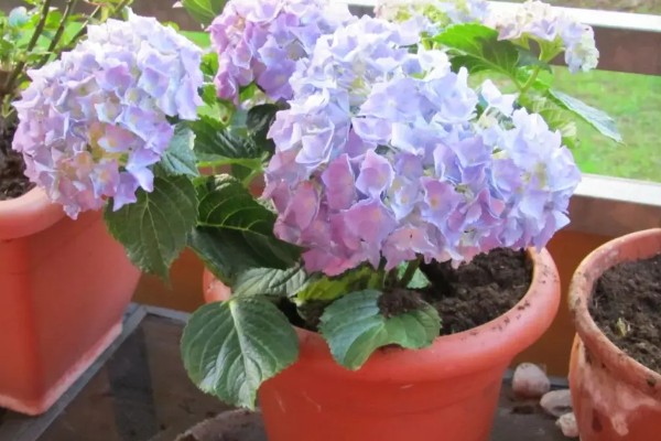 绣球花今年没开花要不要修剪，是需要进行修剪的