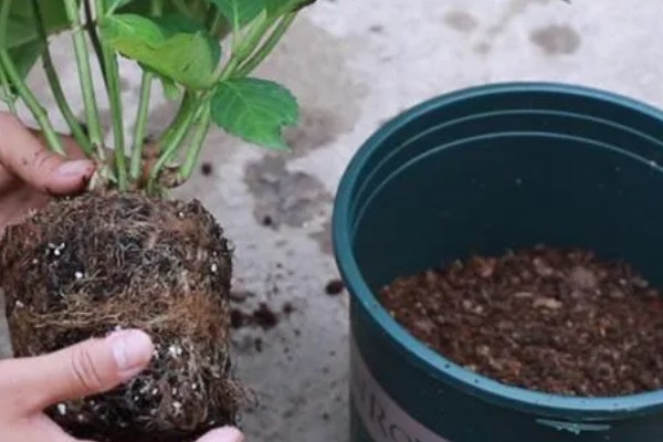 绣球花今年没开花要不要修剪，是需要进行修剪的