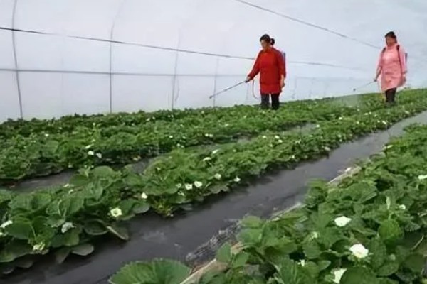 草莓初春时如何进行水肥管理，开花结果期喷施磷酸二氢钾