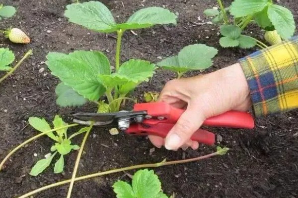 草莓初春时如何进行水肥管理，开花结果期喷施磷酸二氢钾