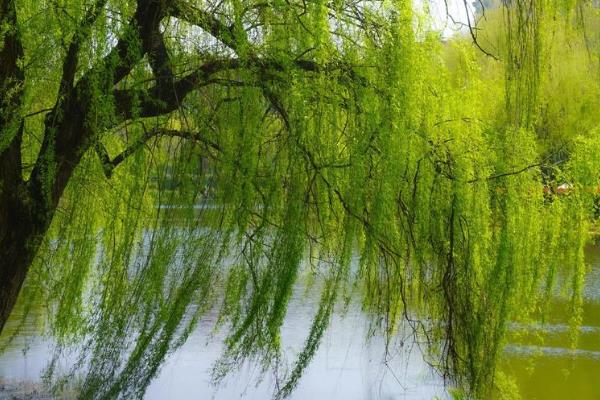 哪些植物乘着风传播种子，有蒲公英、柳树、杨树等