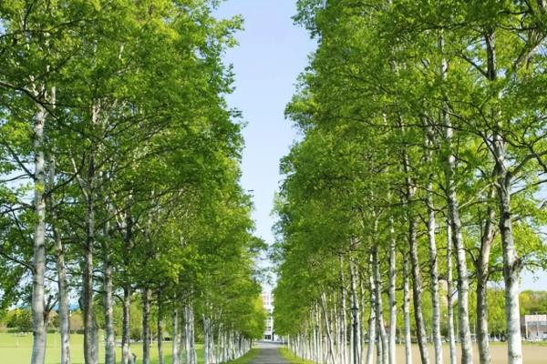哪些植物乘着风传播种子，有蒲公英、柳树、杨树等