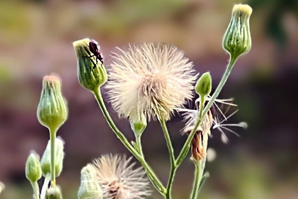 哪些植物乘着风传播种子，有蒲公英、柳树、杨树等