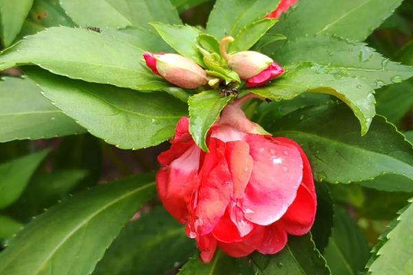 哪些植物乘着风传播种子，有蒲公英、柳树、杨树等