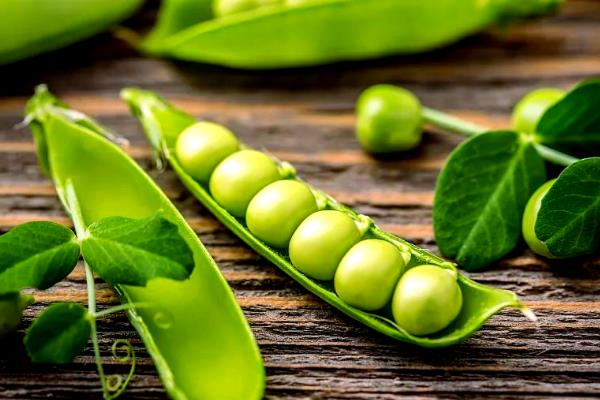 哪些植物乘着风传播种子，有蒲公英、柳树、杨树等