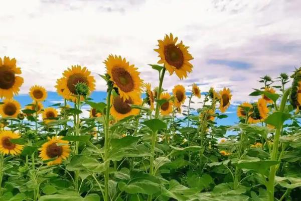 哪些植物乘着风传播种子，有蒲公英、柳树、杨树等