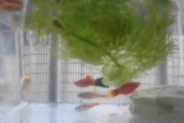 红绿灯鱼和孔雀鱼能混养吗,可以混养