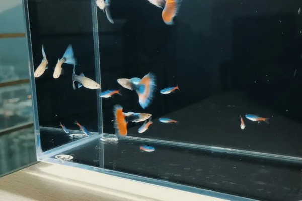 红绿灯鱼和孔雀鱼能混养吗,可以混养