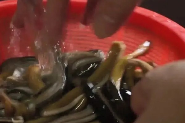 黄鳝的价格，一斤需要33-40元左右