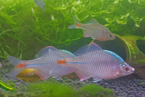 鳑鲏鱼可以与哪些鱼一起养，适合与宝莲灯鱼、斑马鱼等品种混养