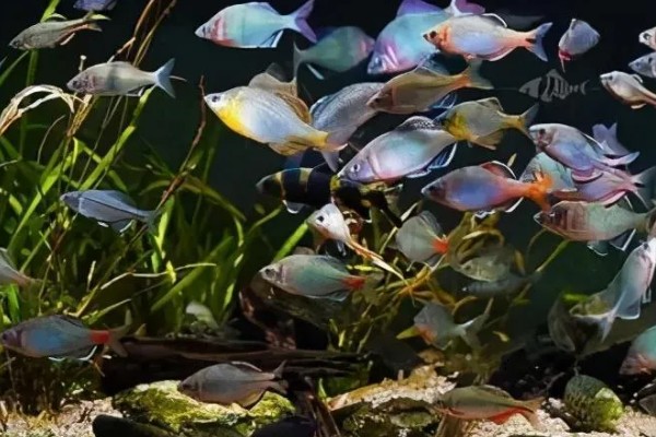 鳑鲏鱼可以与哪些鱼一起养，适合与宝莲灯鱼、斑马鱼等品种混养