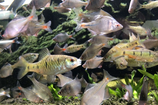 鳑鲏鱼可以与哪些鱼一起养，适合与宝莲灯鱼、斑马鱼等品种混养
