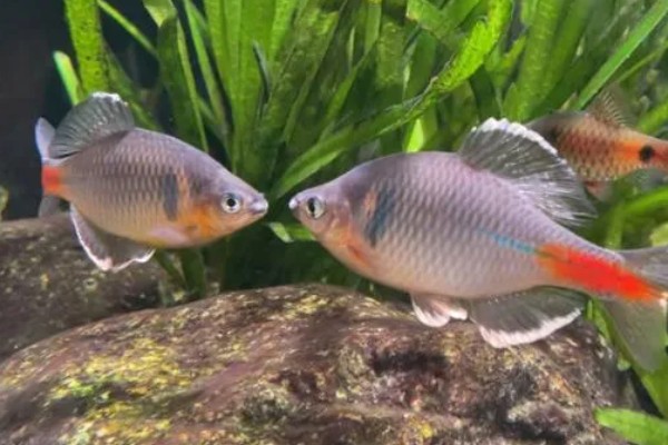 鳑鲏鱼可以与哪些鱼一起养，适合与宝莲灯鱼、斑马鱼等品种混养