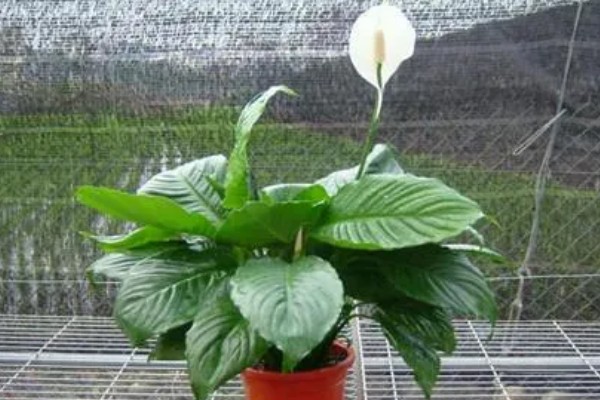 白鹤芋与白掌有什么区别，属于同一种植物
