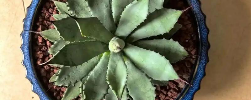 龙舌兰植物有没有毒，毒素集中在汁液里面