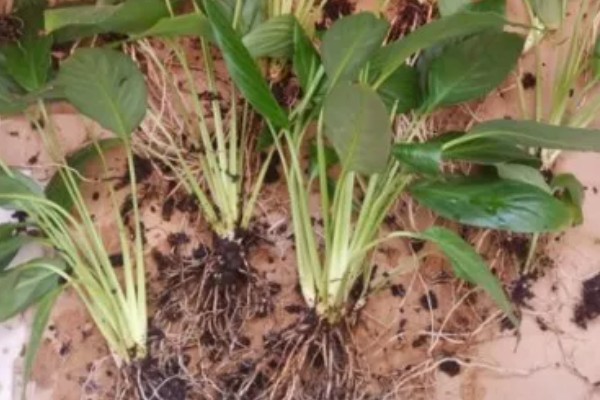 白鹤芋与白掌有什么区别，属于同一种植物