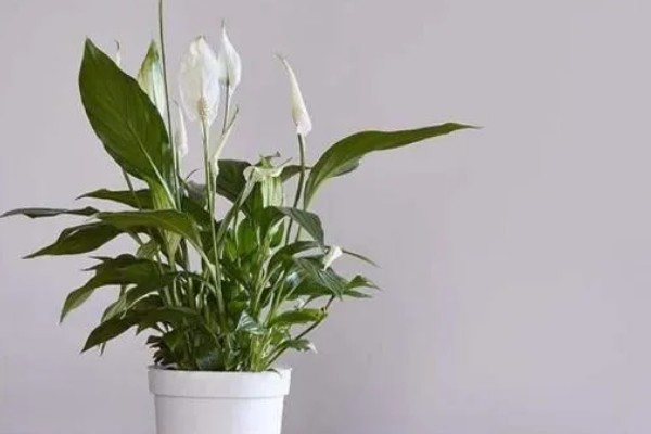 白鹤芋与白掌有什么区别，属于同一种植物