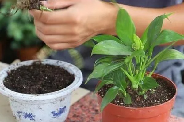 白鹤芋与白掌有什么区别，属于同一种植物
